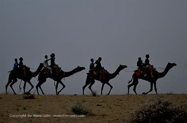 03 Camelride,_Sanddunes,_Kuri_DSC3443_b_H600